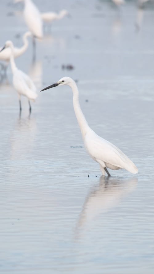 Birds Walking in the Swamp