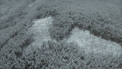 Drone Footage of a Forest covered with Snow