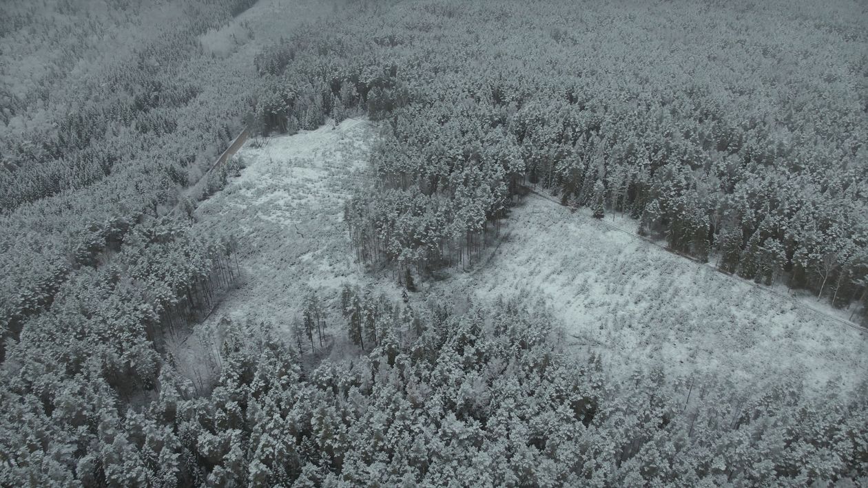 Drone Footage of a Forest covered with Snow Free Stock Video Footage ...