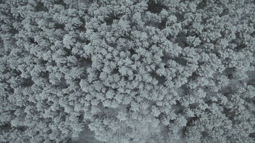 Drone Footage Of Trees