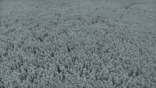 Drone Shot of the Forest during Winter