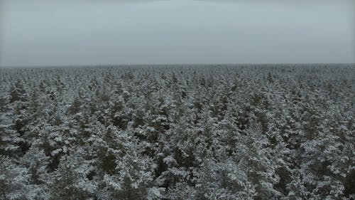 Drone Footage of a Forest Covered with Snow