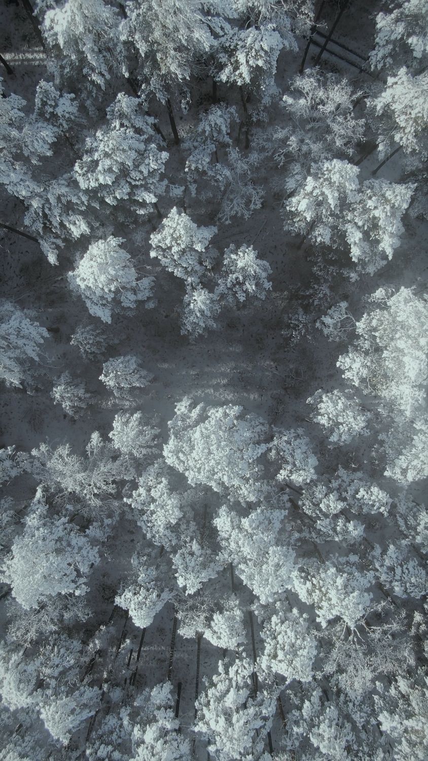 Vertical Drone Footage of the Forest during Winter Free Stock Video ...