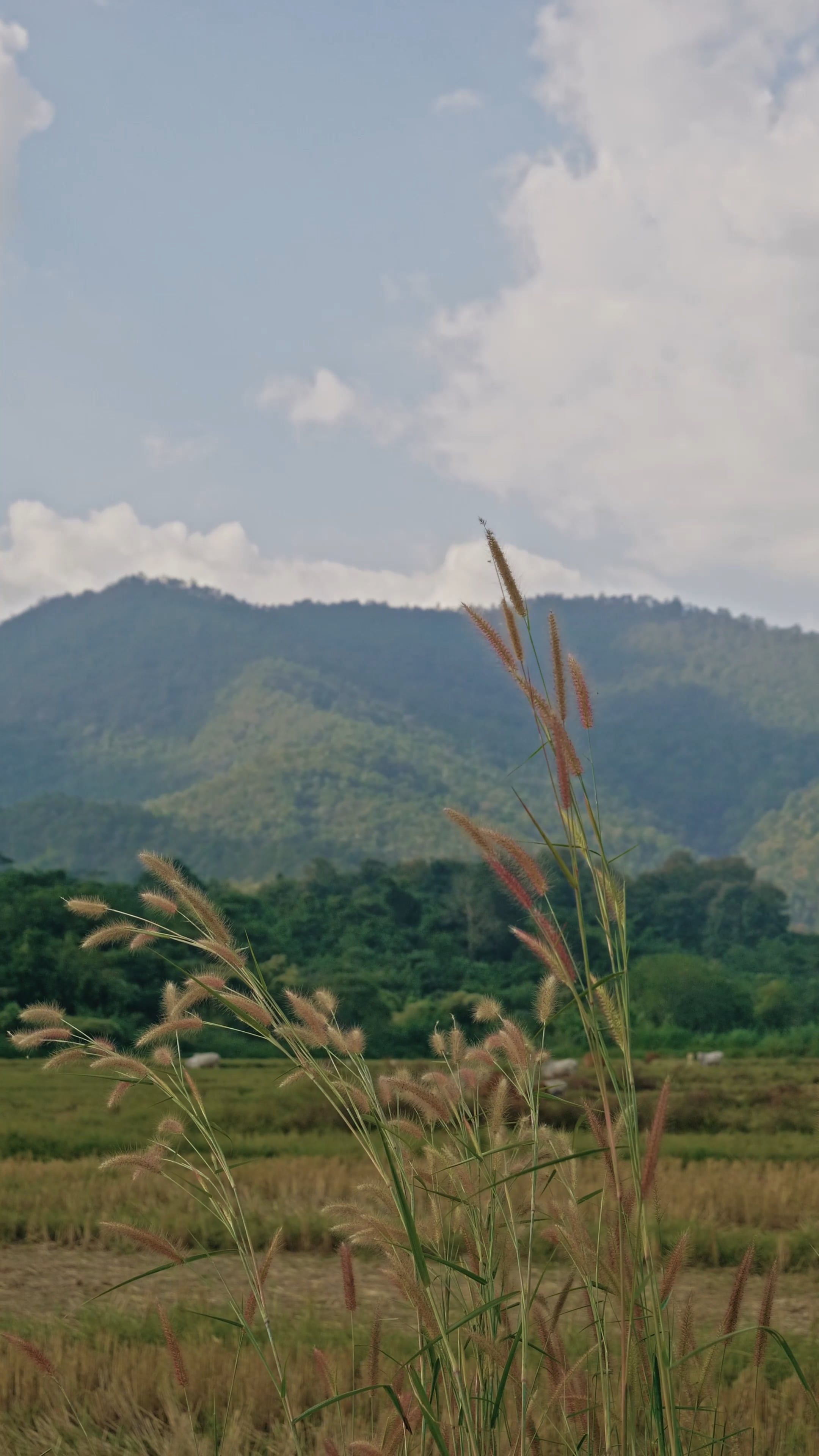 A Video Footage of a Mountain View Free Stock Video Footage, Royalty ...