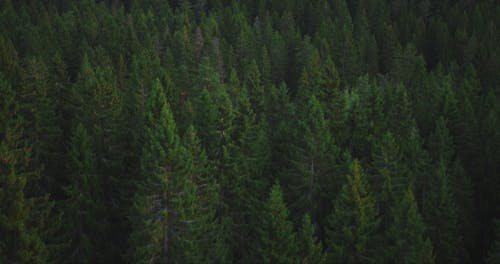 Pine Trees Seen From Above