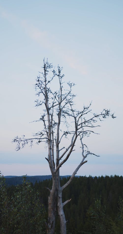Leafless Tree in Natural Environment