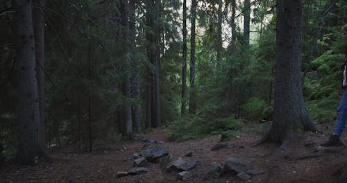 Person Walking Into Woods