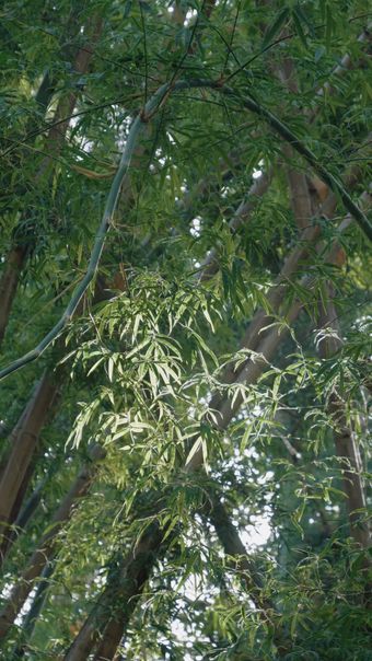 竹林视频素材