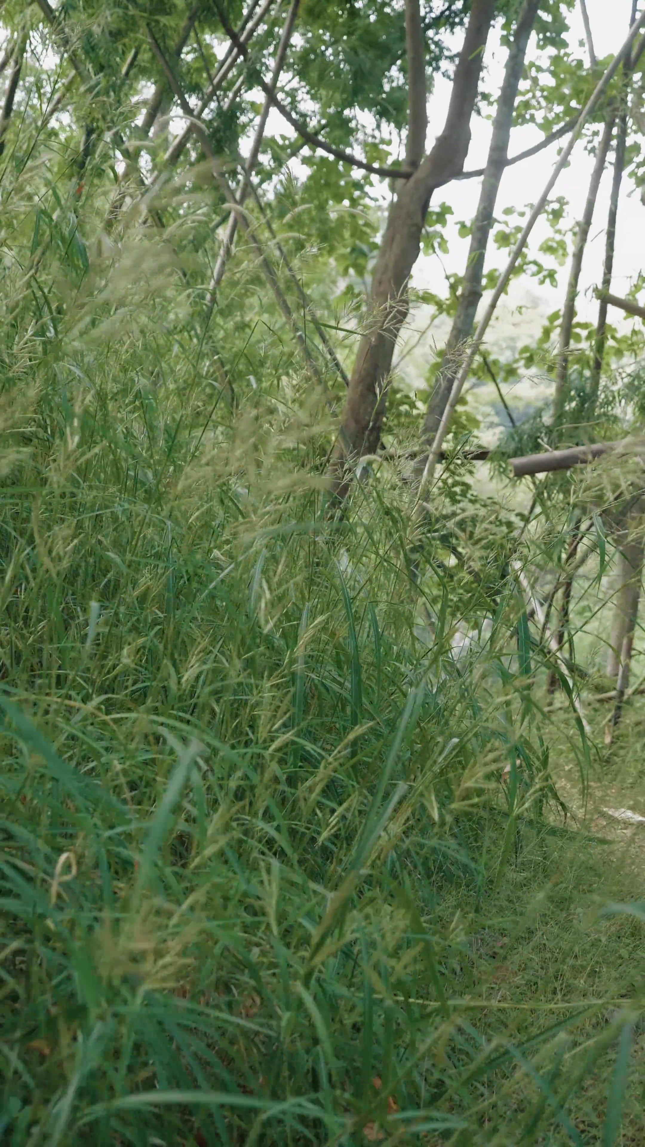 お疲れさま
🎥 Vanessa Garcia · Pexels
#癒し #リラックス #自然 #relax #healing