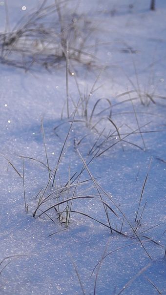 雪蛤视频素材