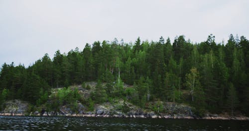 Forest Shore Viewed From Lake