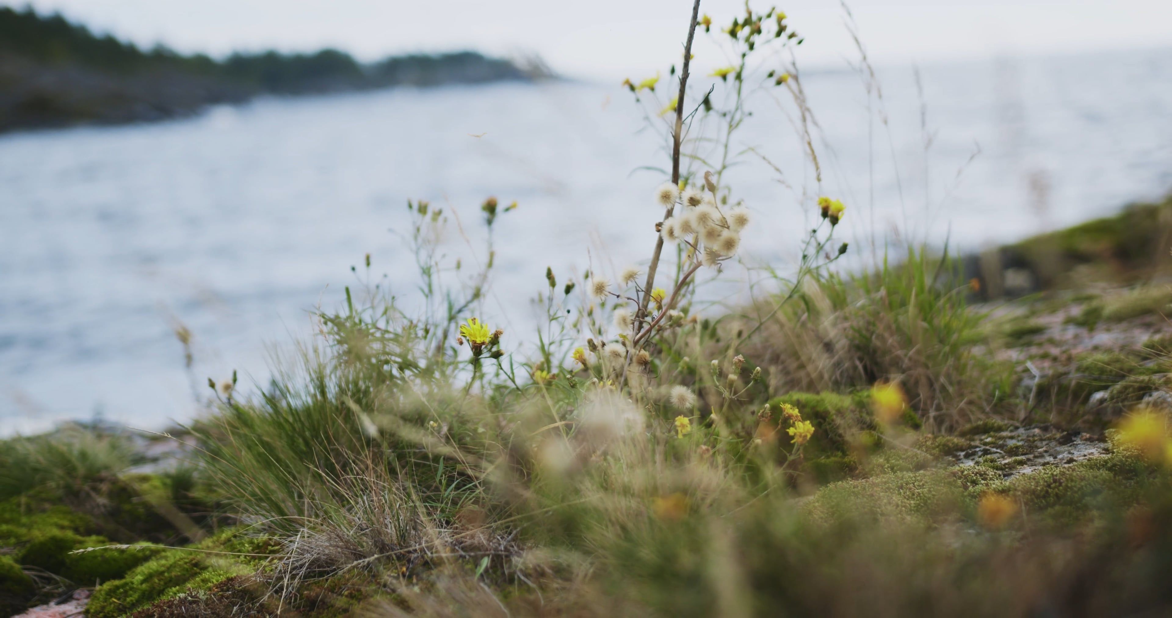 Close Up of Wildflowers Free Stock Video Footage, Royalty-Free 4K & HD ...
