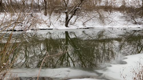 Winter Forest River