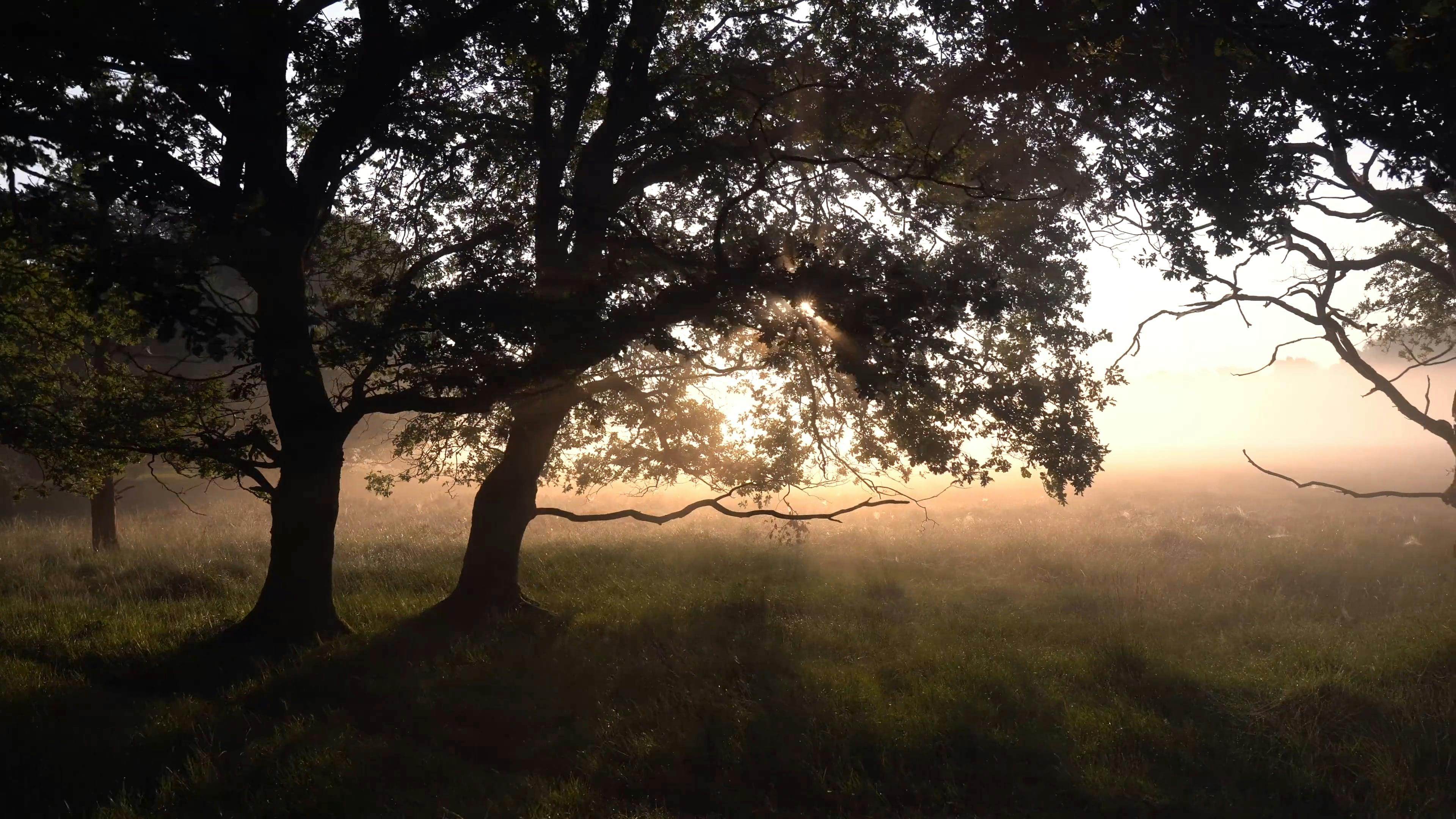 Sun Rays Coming Through the Trees · Free Stock Video