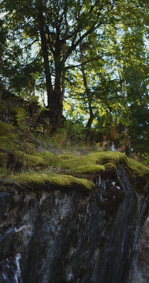 View of the Trees in a Cliff