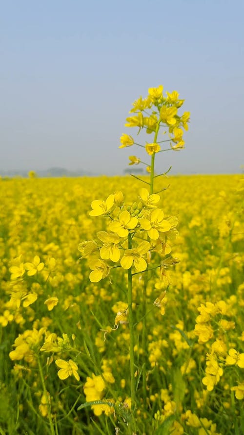 Close Up View of Field of Mustard Flower