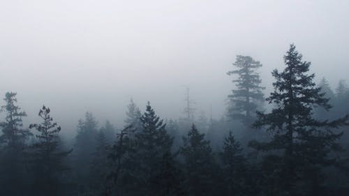 Thick Fog Covering The Forest