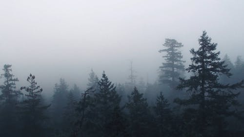 Thick Fog Covering The Forest