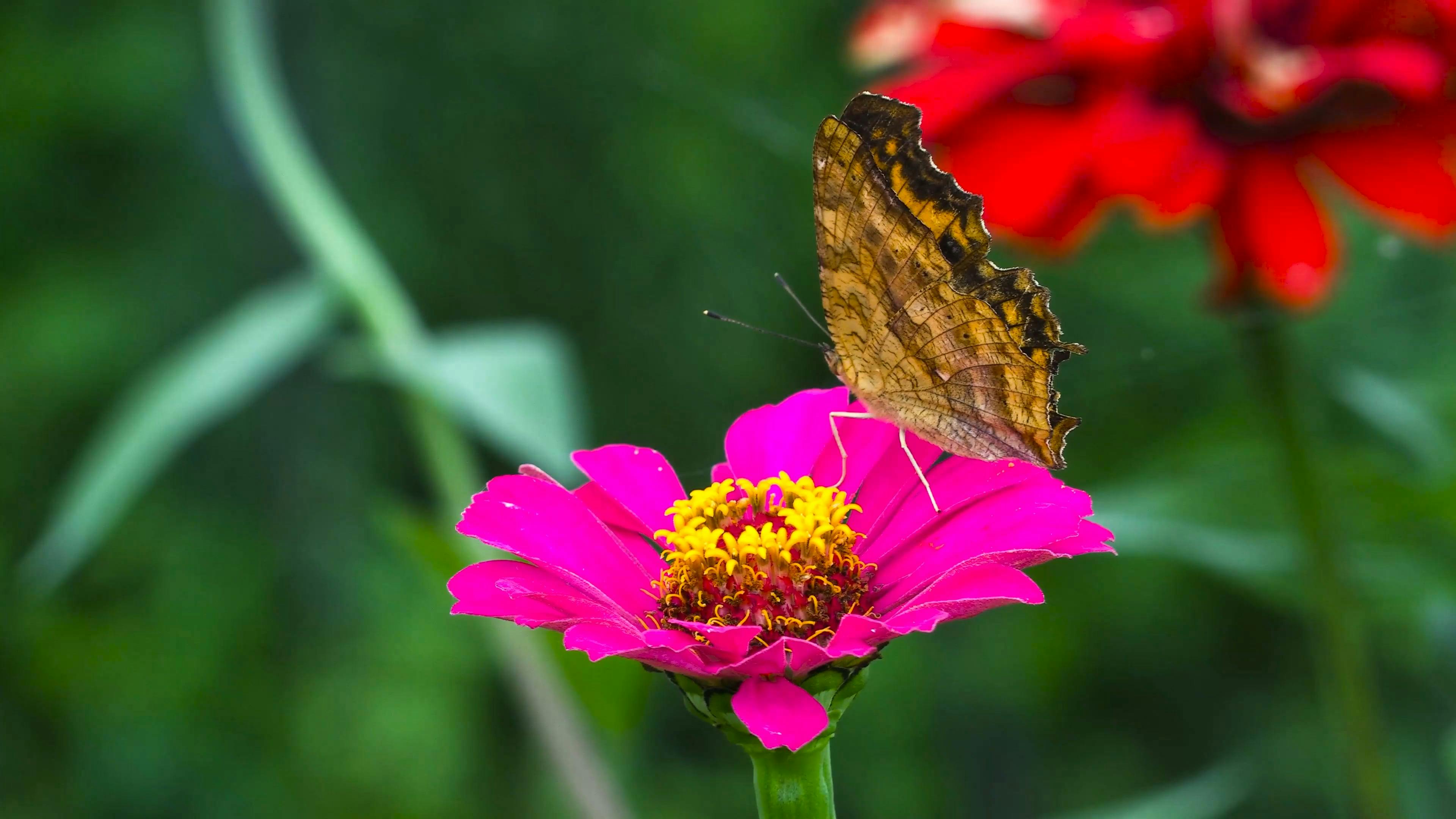 Butterfly On Green Background Videos, Download The BEST Free 4k Stock