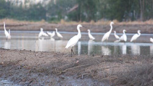Footage of Egrets on Wetland