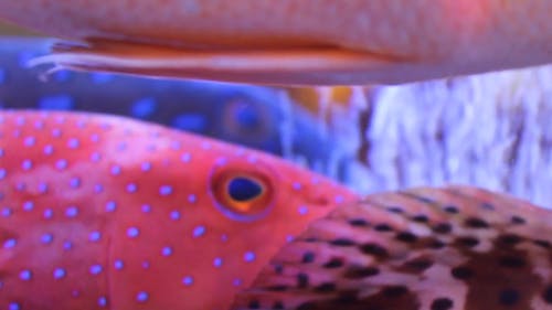 Extreme Close Up of Groupers