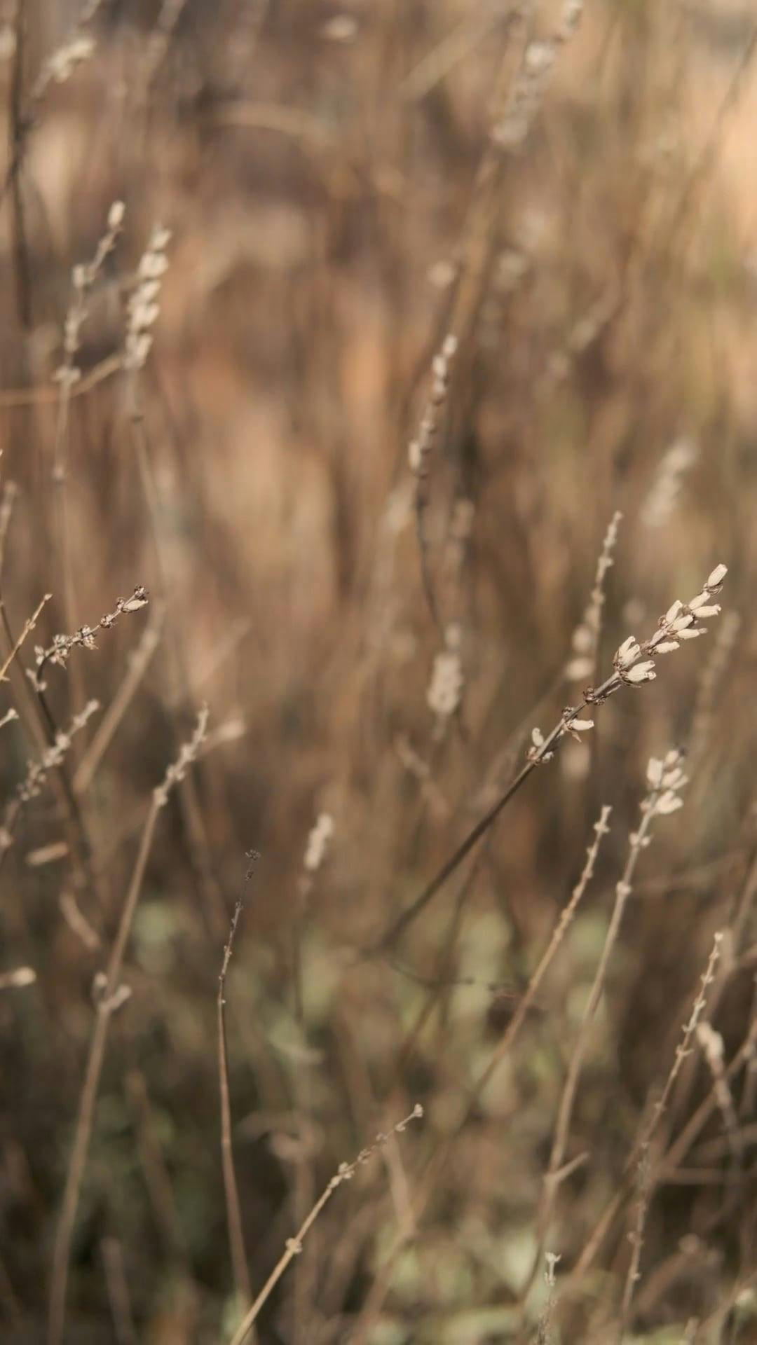 Video by Anete Lusina