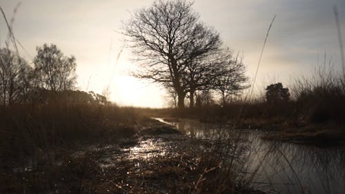 View of a Wet Field 