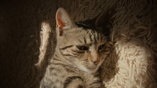 Close Up View of a Cat Lying Down