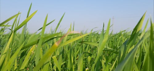 Blades of Grass Rustling in the Wind