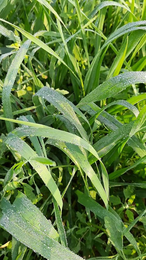 Blades of Grass Rustling in the Breeze