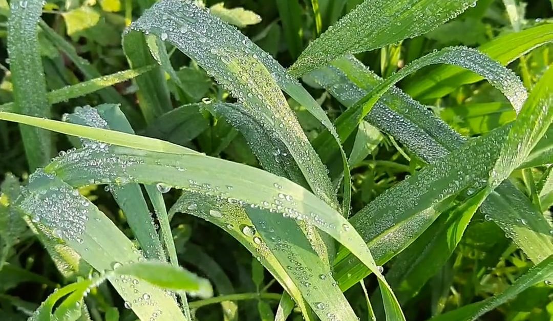 Rustling Grasses Blades of Grass Rustling in the Breeze Free Stock Video Footage ...