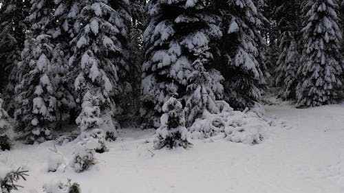 Aerial Footage of a Forest with Snow 