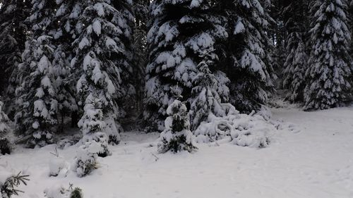 Drone Footage of Winter Landscape of Pine Trees Free Stock Video ...