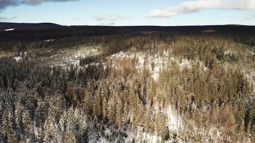 Aerial Shot of Woods with Snow