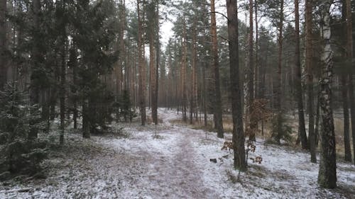 A Snow Covered Forest