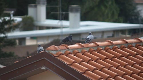 Pigeons Standing on Top of Roof