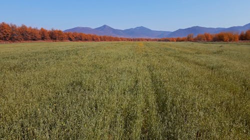 Aerial Shot of a Field