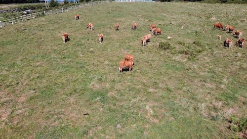 An Aerial Footage of Grazing Cattle