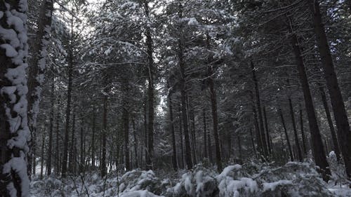 Snow Capped Trees