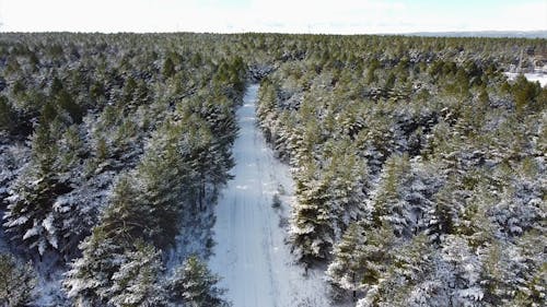 Aerial Shot of Winter Forest