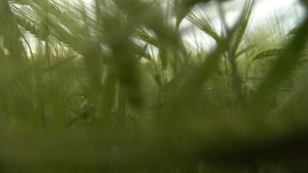 农业视频素材视频素材高清视频视频素材视频素材