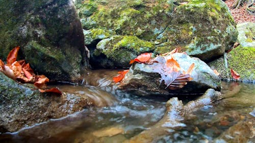 Small Narrow Creek and Moss Covered Rocks