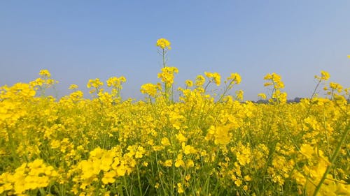 Breeze Hitting Yellow Flower Branches