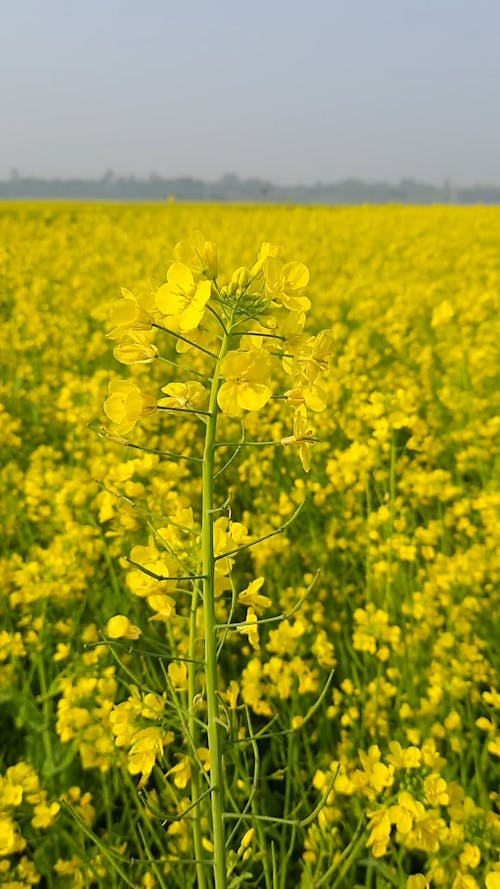 A Footage of Yellow Flowers