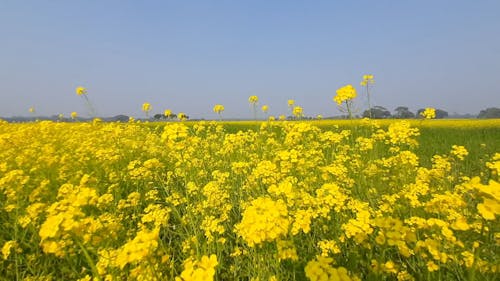 A Footage of Yellow Flowers