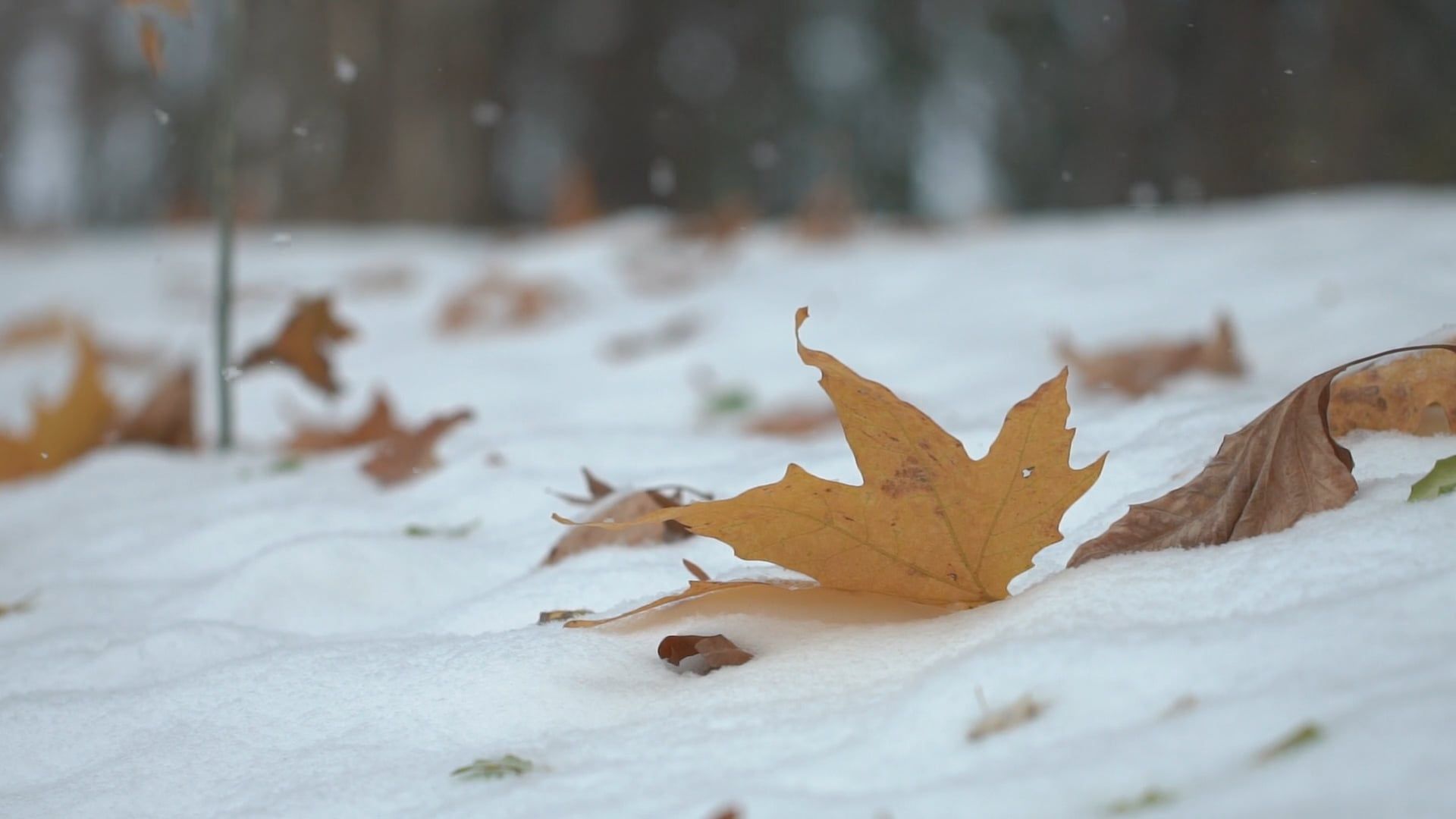Snow Falling Sharp Low Angle Shot of Snow Falling Free Stock Video Footage, Royalty-Free ...