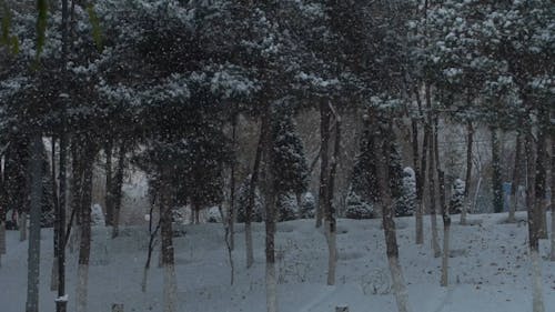 Snow Falling on Trees