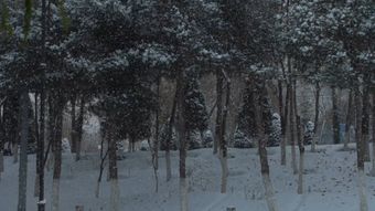 下雪高清视频视频素材