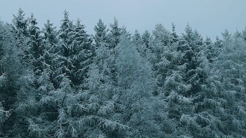 Winter Fir Trees in the Forest