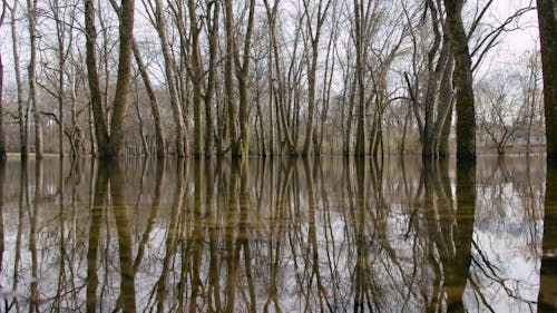 Trees in a Calm RIver